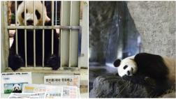 Taiwán: Zoológico publica fotos para probar que panda está vivo