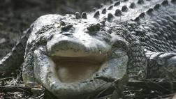Luchó tres horas contra los cocodrilos que mataron a su amigo