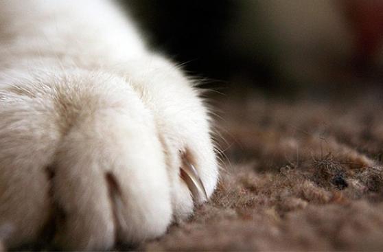 Los gatos y sus garras ¿Por qué no extraerlas?