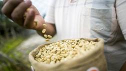 Villa Rica podría usar hasta 40 mil hectáreas en café especial