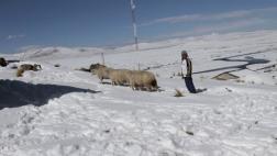 Catorce regiones en estado de emergencia por heladas y friaje