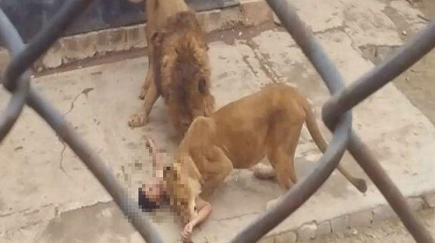 Chile: El suicida atacado por los leones será enjuiciado | MUNDO | EL  COMERCIO PERÚ