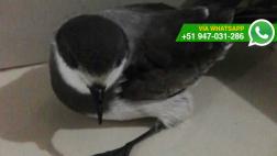 Ica: golondrina de tempestad necesita ser rescatada en Pisco
