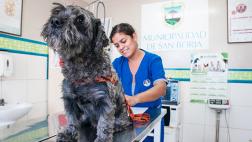 San Borja, al frente en cuidado de mascotas