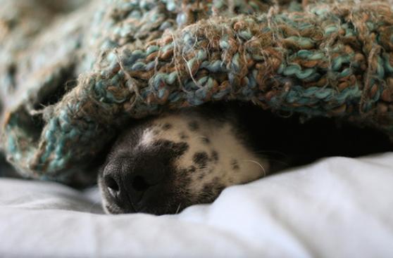 ¿Eres de los que duermen con su mascota?