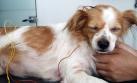 Más mascotas se benefician con la acupuntura