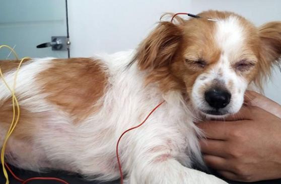 Más mascotas se benefician con la acupuntura