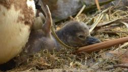 Nacen dos pingüinos por inseminación artificial en Japón