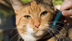Cepillar a tu gato es crucial para su salud