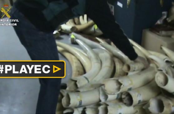 Incautan 74 colmillos de elefantes africanos en extinción