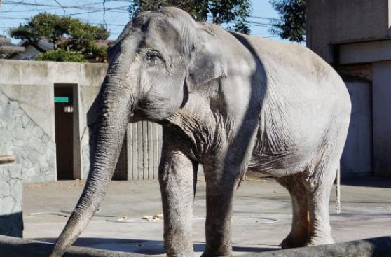 Japón: Murió "elefante más solitaria del mundo"