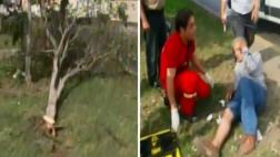 San Luis: chofer atropella a anciano, derriba un árbol y fuga