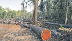 Madera: Cómo revertir la inactividad de concesiones forestales