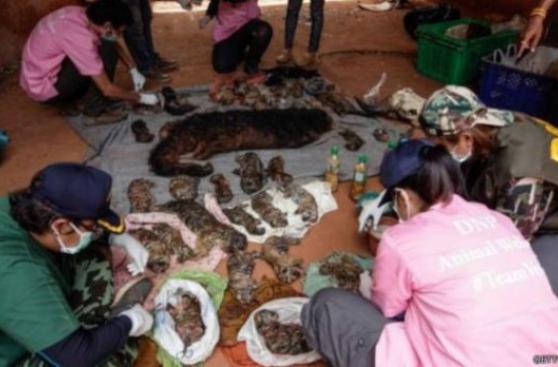 Hallan 40 cachorros de tigre muertos en popular templo budista