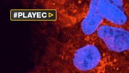 Científicos se acercan a una vacuna universal contra el cáncer