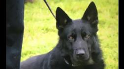Doble domesticación: los perros se originaron en Europa y Asia