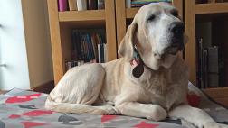 Siete razones para adoptar a un viejito