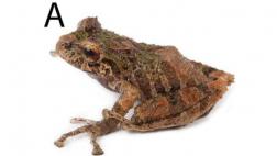 Hallan 2 ranas que parecen estar cubiertas de espinas