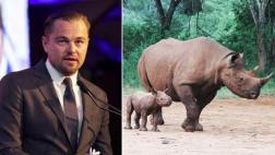 Estos son los rinocerontes que Leonardo DiCaprio ayudó a nacer