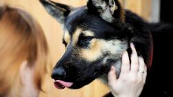 ¿Será que su saliva beneficia a los humanos?