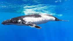 Descubre las maravillas del mundo marino usando Google Maps