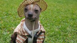 Surco celebra aniversario del Perro Peruano