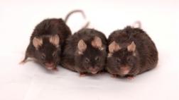 Prueban dejar morir de hambre células cancerígenas en ratones