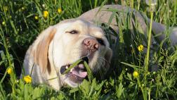 ¿Qué hacer si tu perro come pasto?