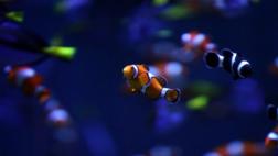 Peces tropicales amenazados por el cianuro