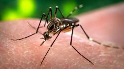 Más de 22 mil casos de dengue se han reportado en el 2016