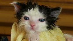 Facebook: ¿sabes cómo bañar bien a un gato?