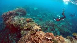 Nueva tecnología acelera el estudio de arrecifes de coral
