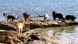 Disfruta de la playa italiana en la que los gatos son los reyes