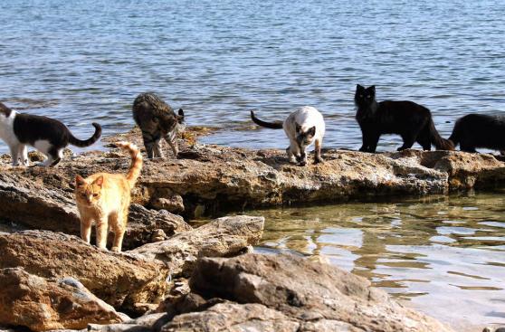 Disfruta de la playa italiana en la que los gatos son los reyes
