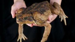 Hallan crías de ranas gigantes en peligro de extinción en Junín