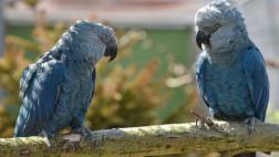 Avistan en Brasil ave considerada extinta