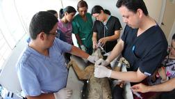 Los riñones, órgano vital en el mundo animal