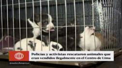 Cercado: activistas y PNP rescatan animales de tiendas ilegales