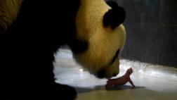 China: dos pandas gemelos nacieron en Macao