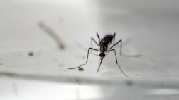 Dos vacunas del zika eficaces en animales generan optimismo