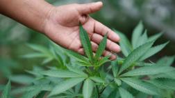Juez avala uso de marihuana para tratar estrés postraumático