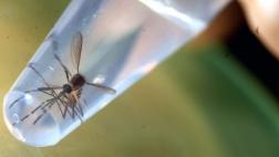 Experto calcula la probabilidad de contagio sexual del zika
