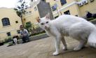 Municipalidad de Miraflores niega la desaparición de 25 gatos
