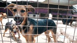 PETA: Los albergues son el último recurso