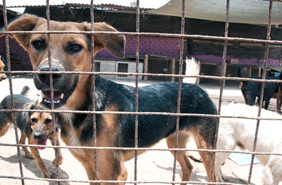 PETA: Los albergues son el último recurso