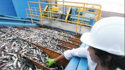 Exportaciones pesqueras se incrementarían en julio y agosto