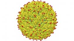 Zika: ascienden a 658 los contagiados en Ecuador