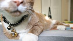 El cascabel puede dejar sordo a tu gato
