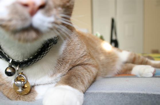 El cascabel puede dejar sordo a tu gato