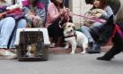 Cercado de Lima: colectivo realizó esterilizaciones de mascotas